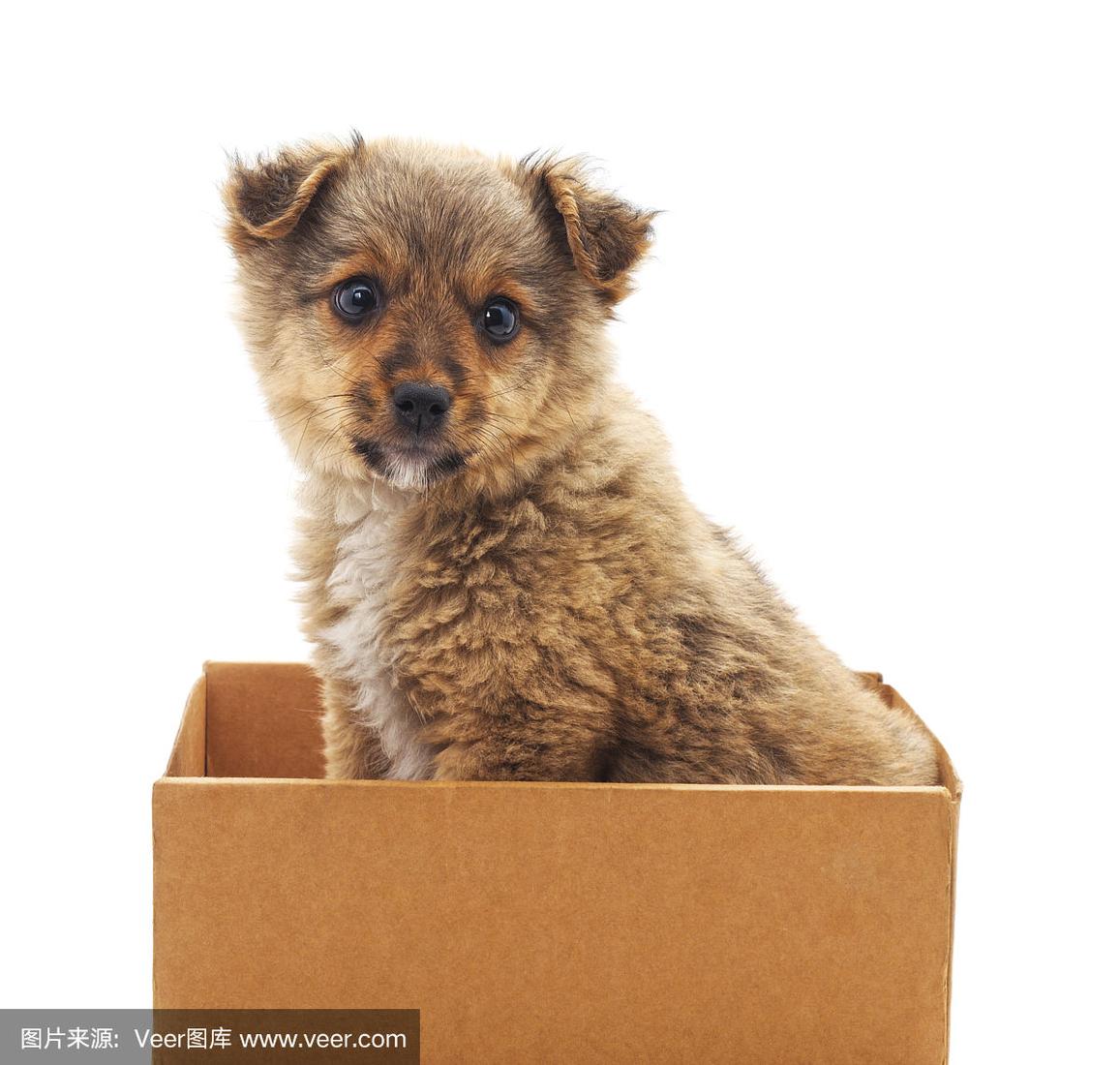 小狗盒子app苹果版(小狗宝盒app)-第2张图片-有道翻译官网