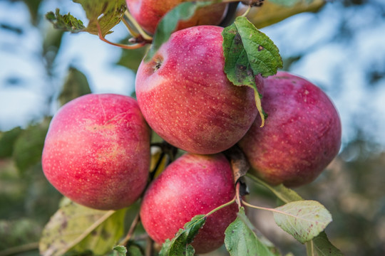 好果子苹果版下载(好果子食品有限公司)-第1张图片-有道翻译官网